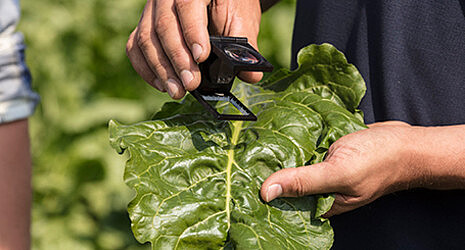 Checking the sugar beet leaf for diseases and pests with a magnifying glass
