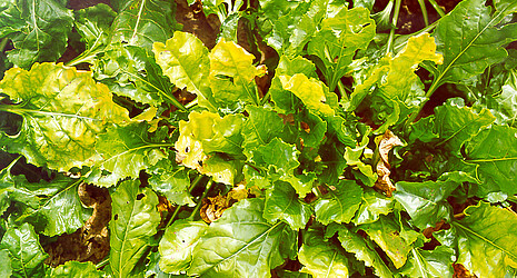 Yellowed sugar beet leaves indicate infestation with a virus yellows