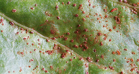 Rust pustules on a sugar beet leaf
