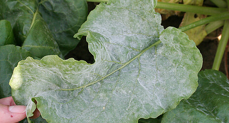 Powdery mildew infestation of a sugar beet leaf