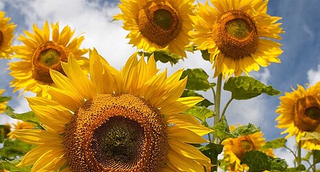 Information about our sunflower hybrids