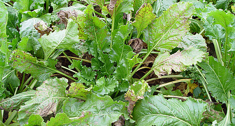Sugar beet infested with Cercospora