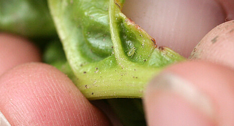 Close-up of a green peach aphid on a sugar beet leaf