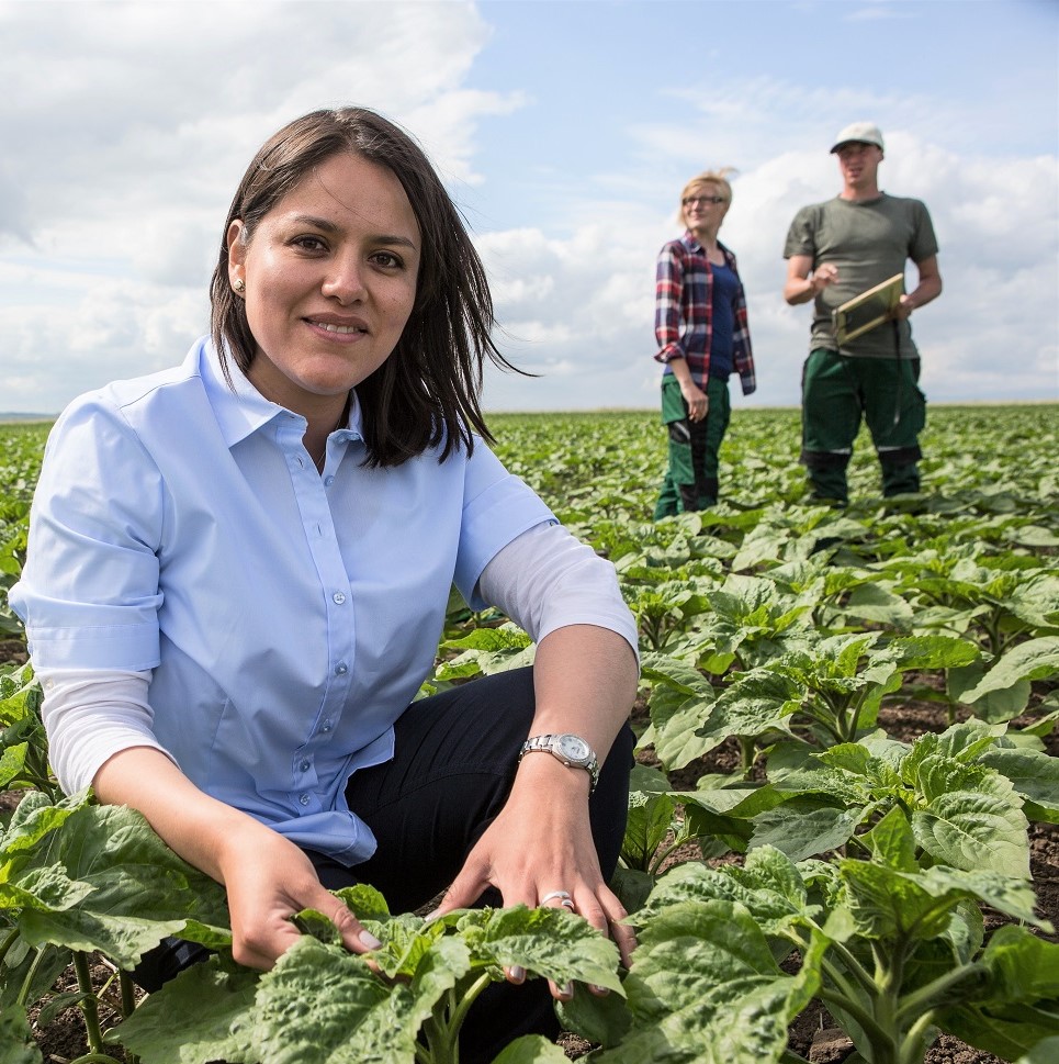 Strube employees in the sugar beet field Strube employees in the sugar beet field