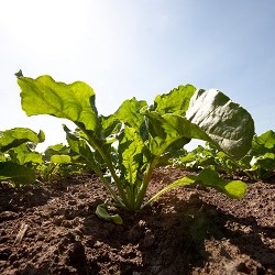 Healthy sugar beet on the field