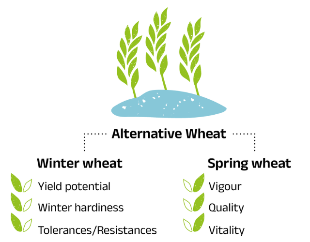 Alternative Wheat combines characteristics of winter and spring wheat Alternative Wheat combines characteristics of winter and spring wheat