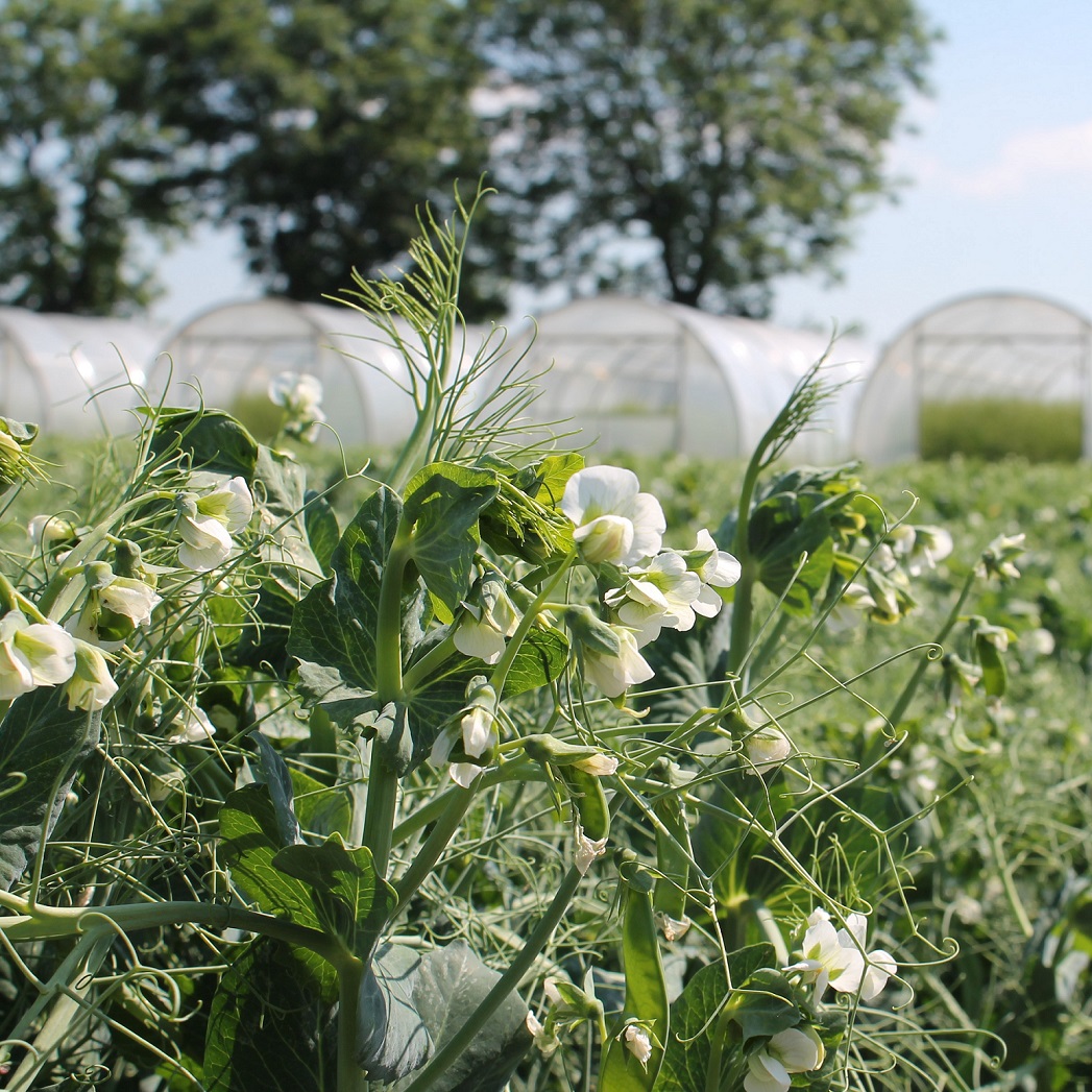 Strube seeds flowering vining peas on the field