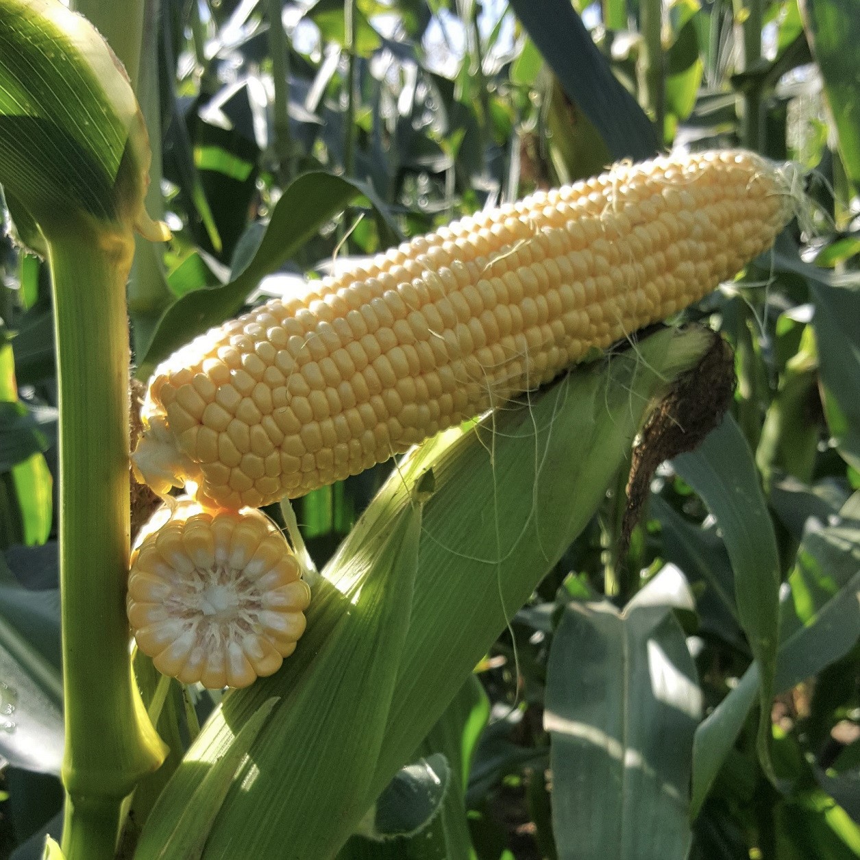 Strube seed sweetcorn corncob