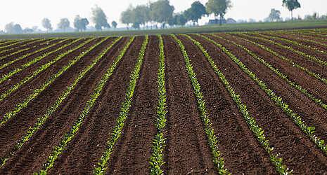 Strube pictures of a sugar beet field