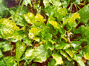 Virus Yellows is caused by five different viruses. The viruses are transmitted by the green peach aphid.