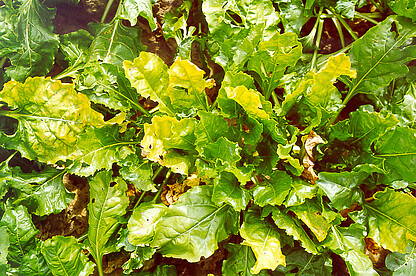Virus Yellows is caused by five different viruses. The viruses are transmitted by the green peach aphid.