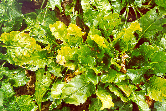 Symptoms of virus yellows in sugar beets