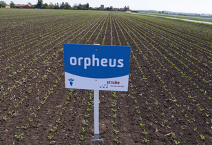 Schild der Sorte orpheus auf dem Zuckerrübenfeld