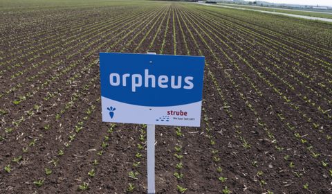 Schild der Sorte orpheus auf dem Zuckerrübenfeld