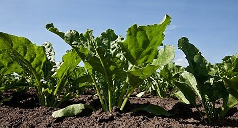 Strube seeds products: healthy sugar beets on the field