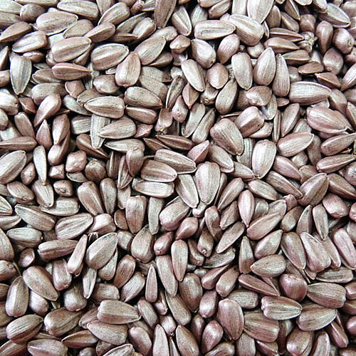 Untreated Sunflower seeds from Strube