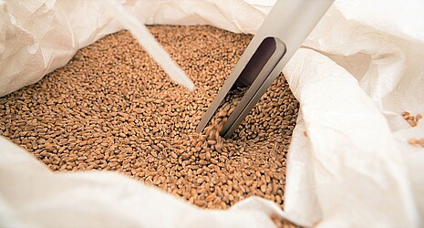 Sampling from a sack of wheat grains