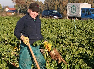 Strube Saatzucht Proberodungen 2018