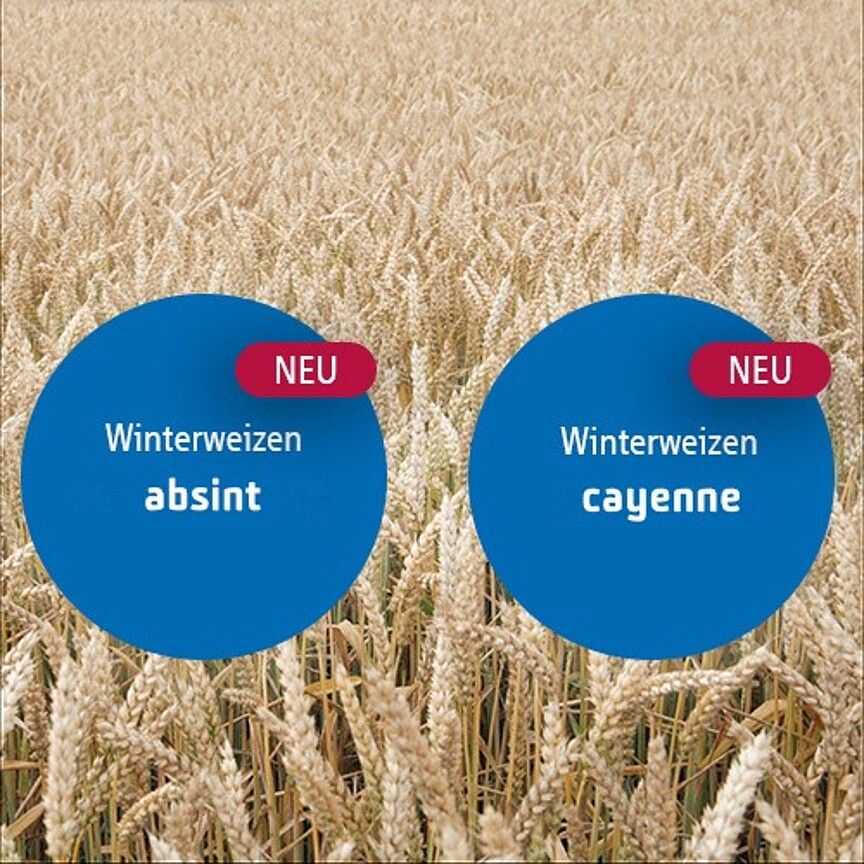 Strubes neue Weizensorten absint und cayenne ©Strube Research 