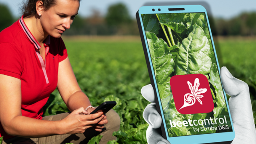 Farmer tooks a picture of her sugar beets on the field