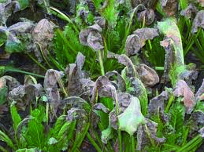 Cercosporiose, Cercospora beticola