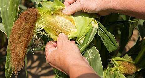 Half-opened sweet corn cob in hand