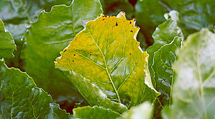 Strube sugar beet viral yellowing