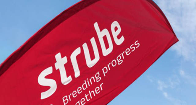 Bandera de proa con logo de Strube