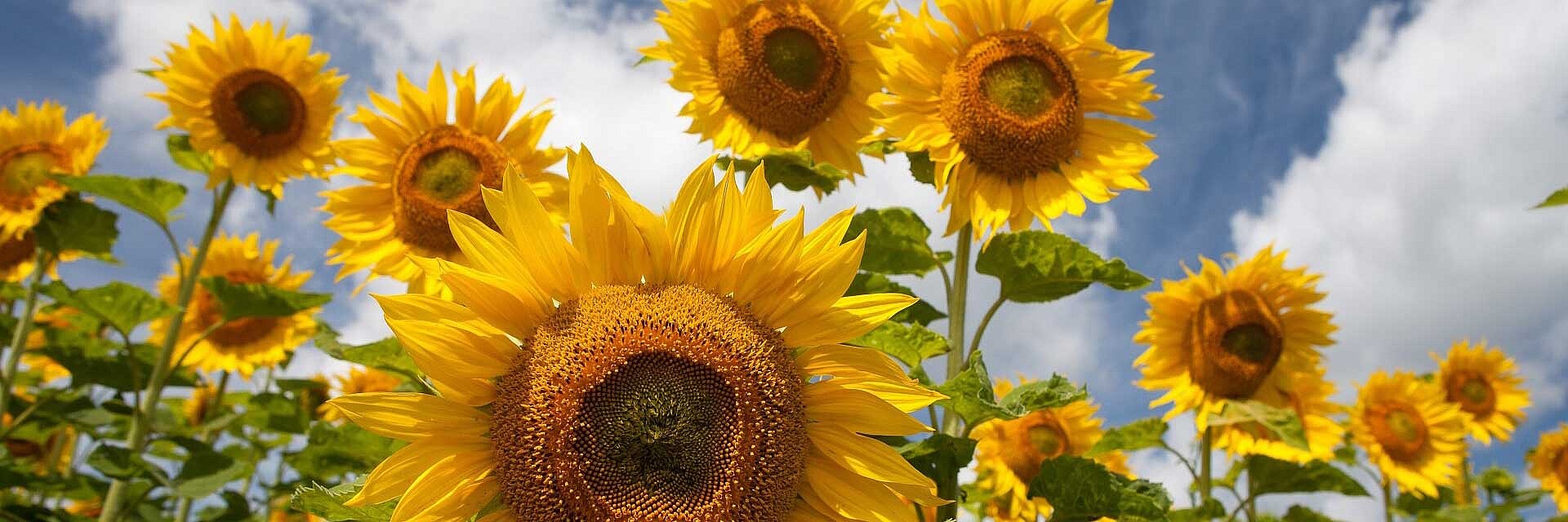 Große Sonnenblumenköpfe 