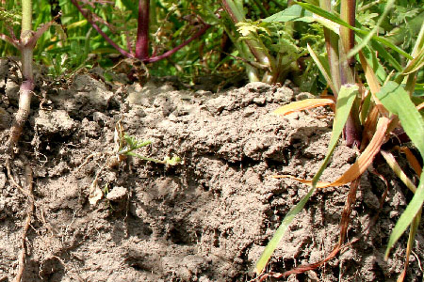 Humusaufbau und Carbon farming