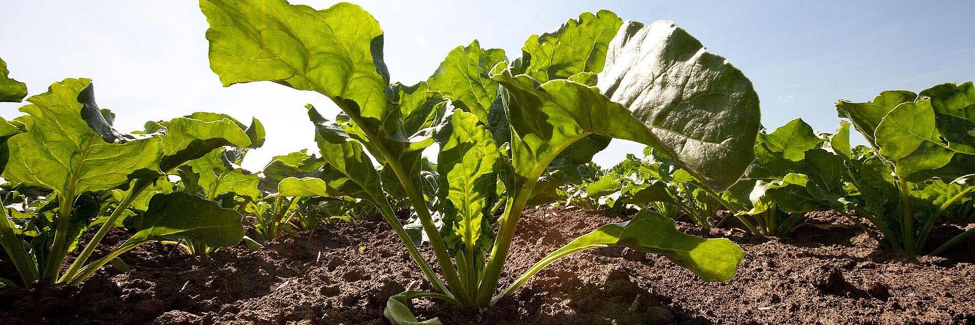 Strube products - sugar beet