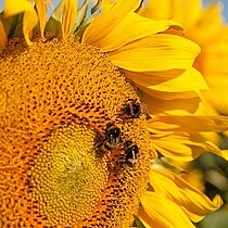 Strube Saatzucht Einsatz für die Bienen
