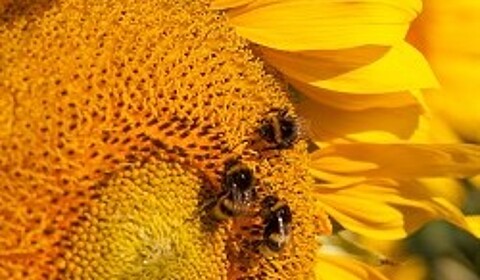 Strube Saatzucht Einsatz für die Bienen