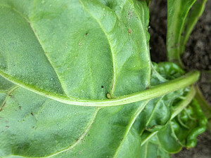 The green peach aphid can easily be overlooked at first glance on a beet leaf. 
