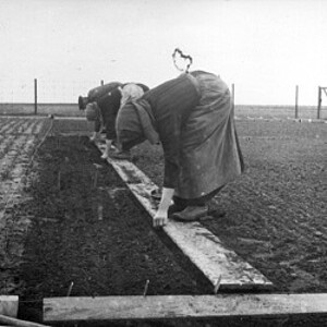 Strube breeding station Detenic 1920