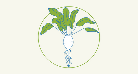 Healthy sugar beet