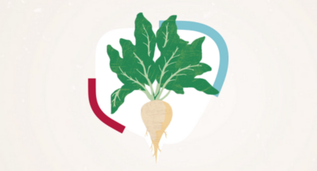 With Vitaly varieties you get healthy sugar beets