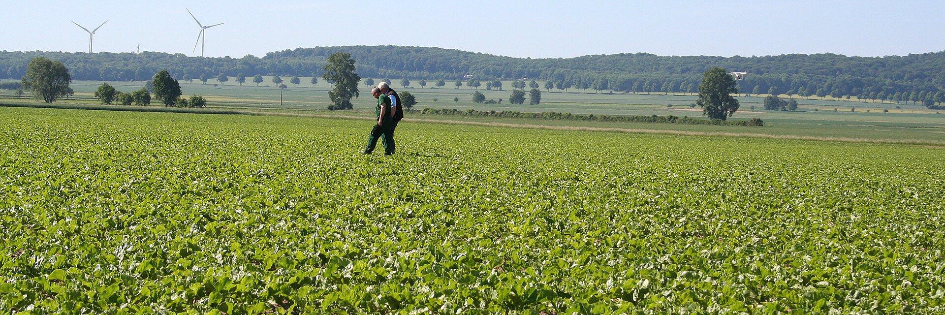 Wachstum auf dem Feld