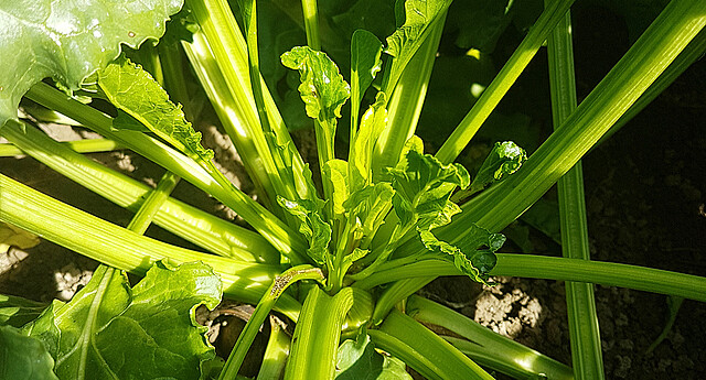 Leaf emergence with Syndrome Basses Richesses 