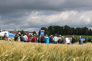 Strube Saatzucht Weizenfeldtag 2019