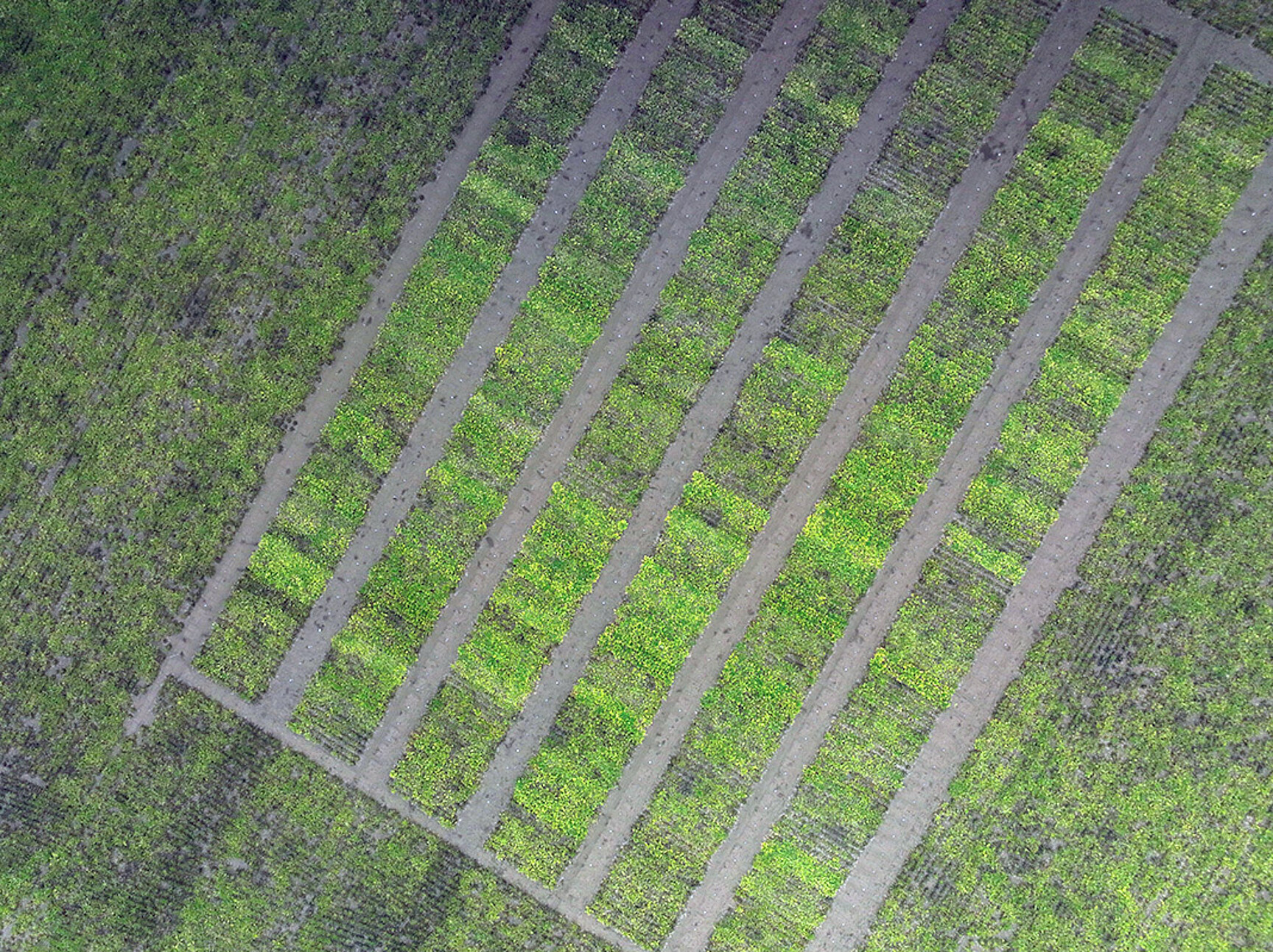 Strube: Genetic variation in field trials under infestation with SBR and Stolbur in Unterpleichfeld in Franconia, September 2024 (aerial photograph taken with a drone)