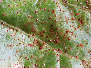 On a closer look it can be seen that the pustules are open and are spreading brown spores. These spores of the fungi are spread over the leaf.