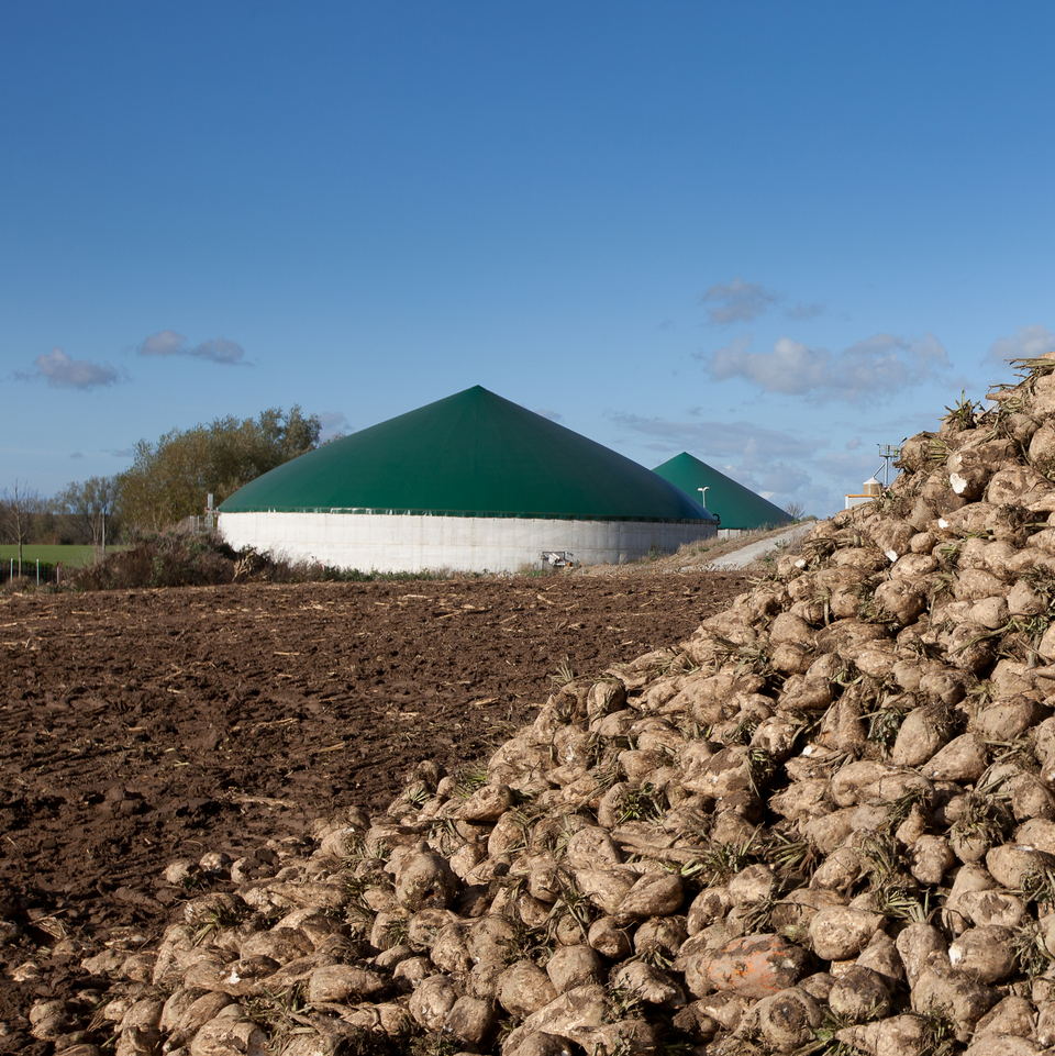 Beet clamp in front of a biogas plant Beet clamp in front of a biogas plant