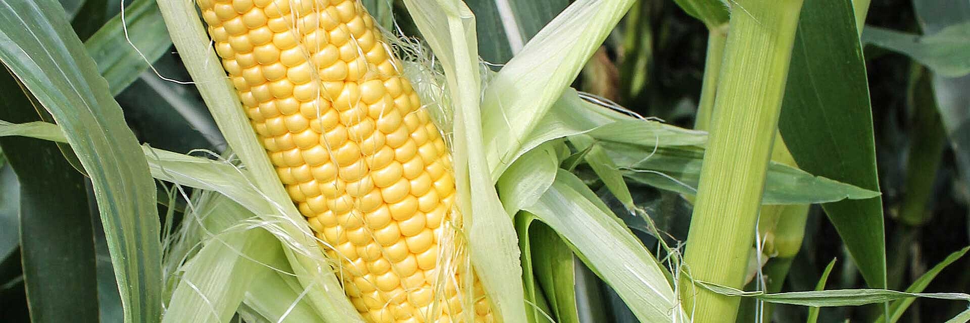Zdrowa kolba kukurydzy na polu