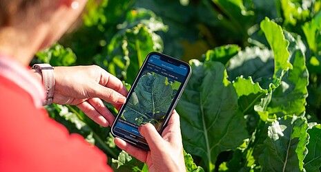The BeetControl app is used to examine a leaf for Cercospora. 