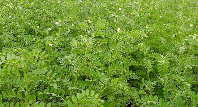 flowering chickpea field