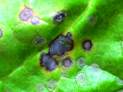 Cercosporiose