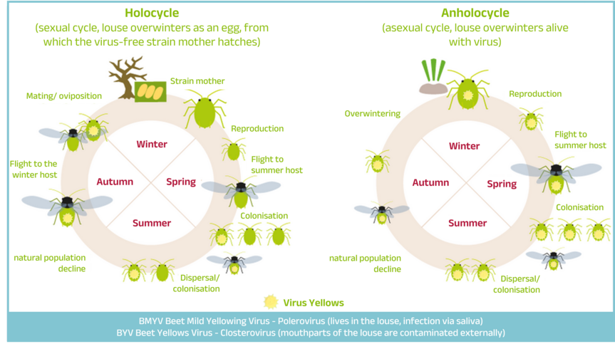 Graphic: Simplified development cycles of the green peach aphid Graphic: Simplified development cycles of the green peach aphid