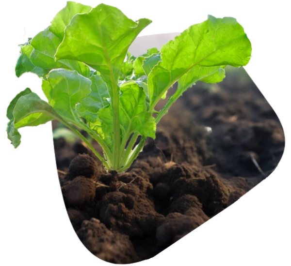 Sugar Beet from Strube (RAGT) in sunlight