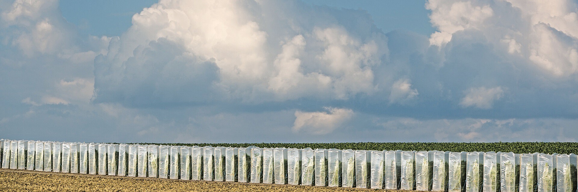 Strube Landscape